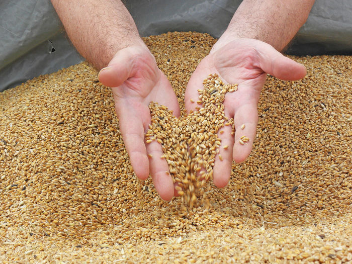 Cropped image of hands pouring wheat in sack