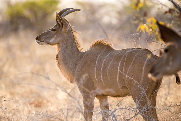 Side view of greater kudu on field