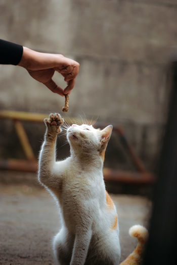 Feeding a hungry cat was taken in bogor, indonesia on july 24, 2021