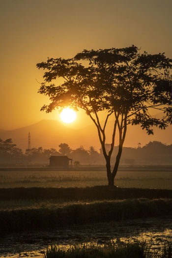 Morning view in the rice fields sunrise shining bright