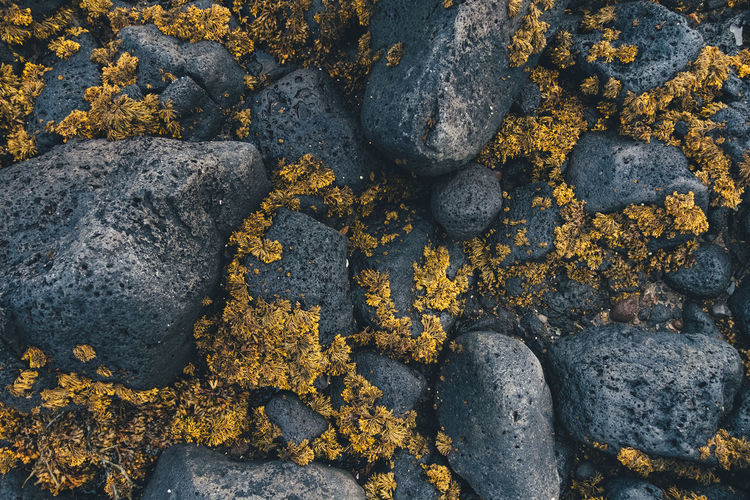 Full frame shot of flowers and rocks