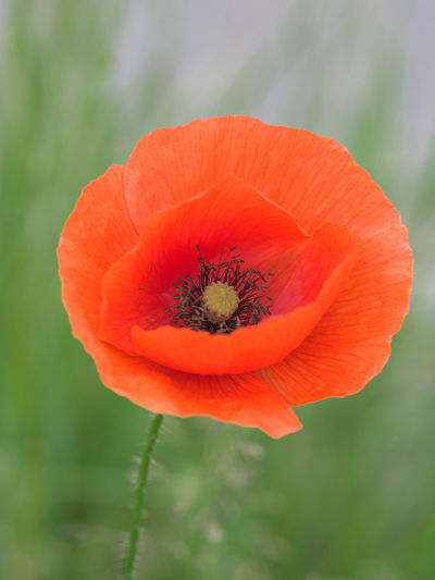 Close-up of orange poppy