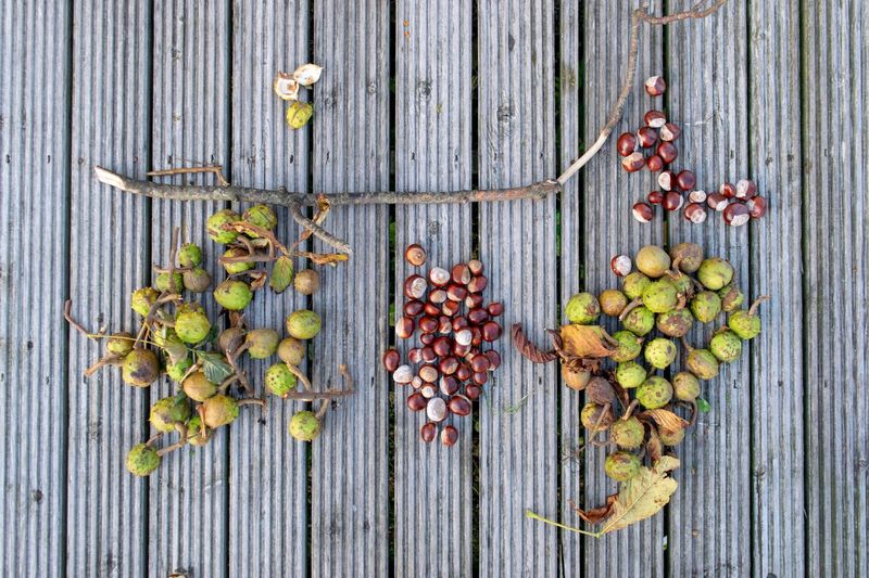 Directly above shot of chestnuts on wooden decking