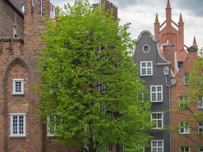 Trees and buildings in city