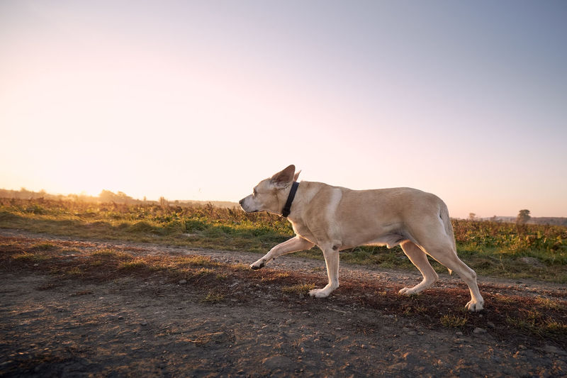 Cute dog running on footpath. old labrador retriever at sunrise.