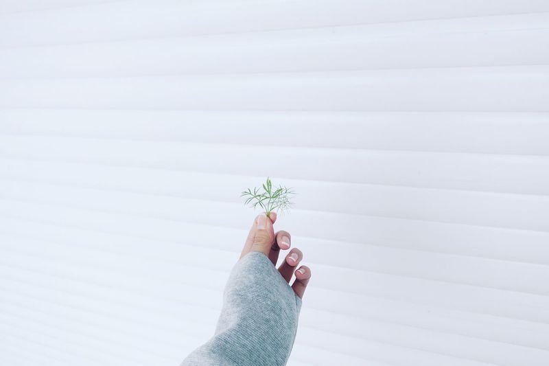 Cropped hand of woman holding leaves against white wall