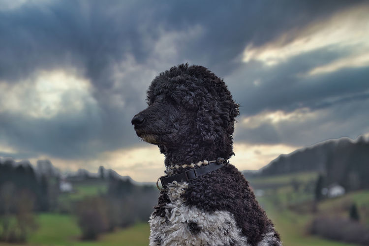Dog looking away against sky