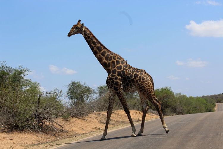 View of giraffe on road against sky
