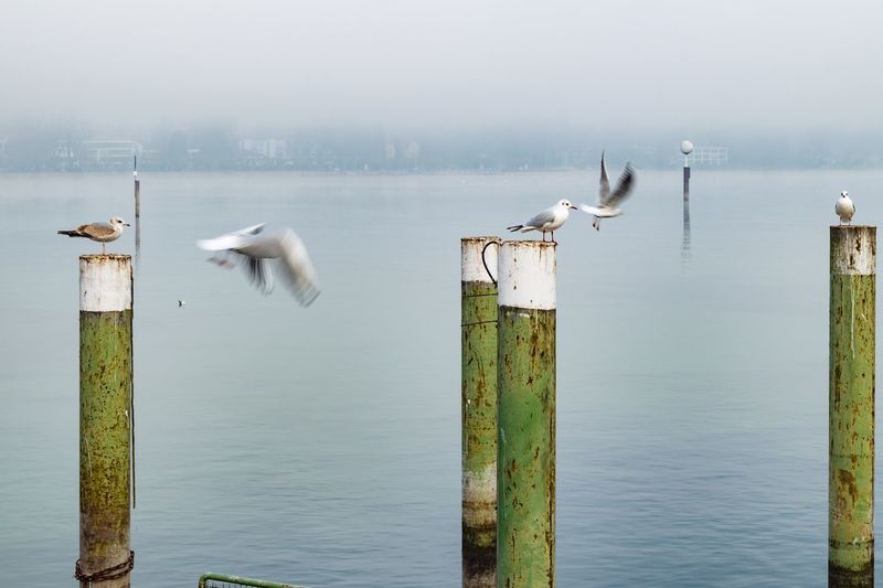 Seagulls perching on wooden post by sea against sky