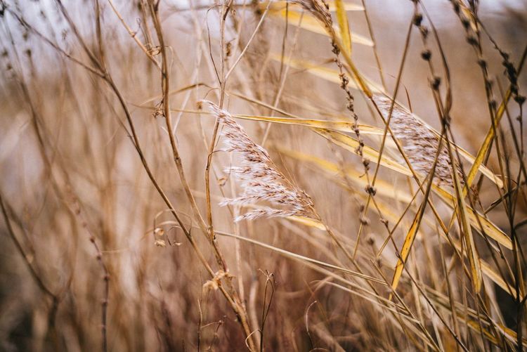 Close-up of grass on filed