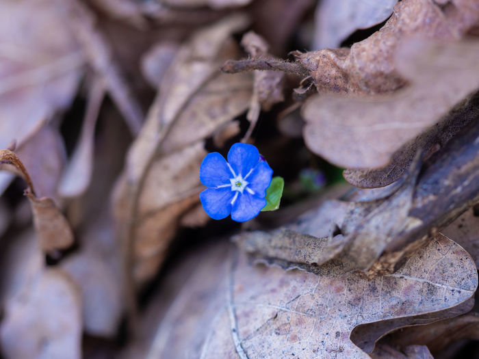 Close-up of purple flowering plant