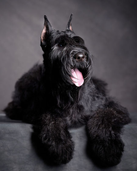Portrait of black dog