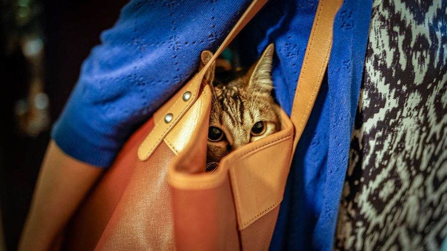 Close-up portrait of a cat in handbag