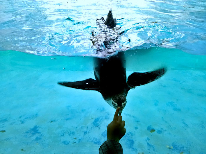 An interaction between child and humboldt penguin touching each other through the aquarium glass