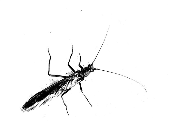 Close-up of insect against white background