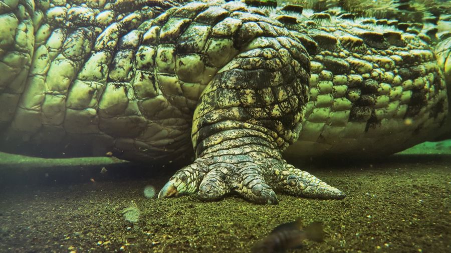 Alligator in river