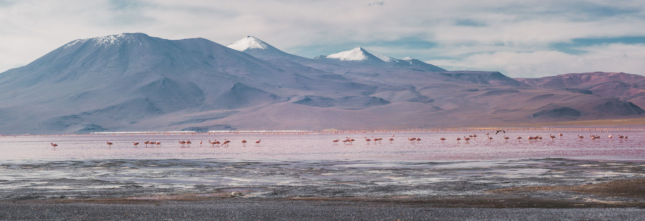 Scenic view of flamingos in lake in front of mountains against sky