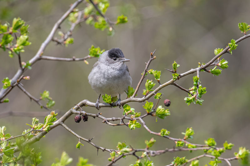 Close-up of bird perching on branch