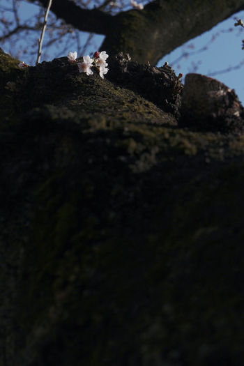 Close-up of tree