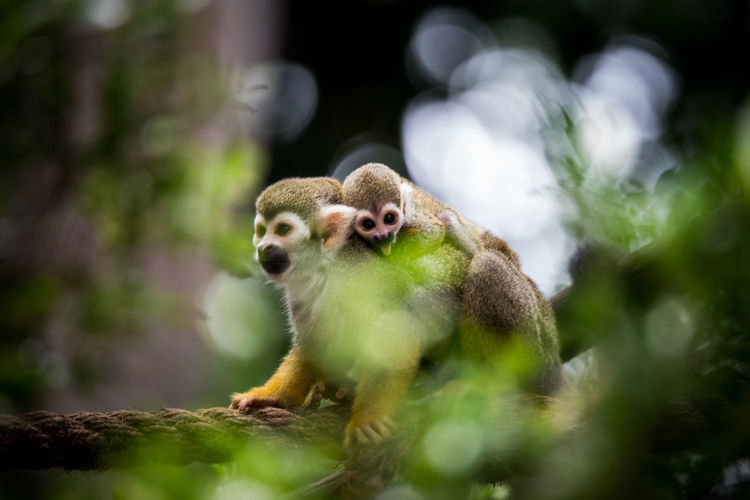 A baby squirrel monkey on the back of his mom