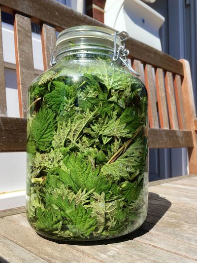 Stinging nettle