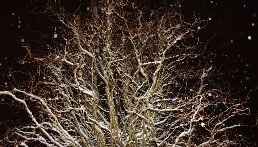 Low angle view of illuminated bare trees