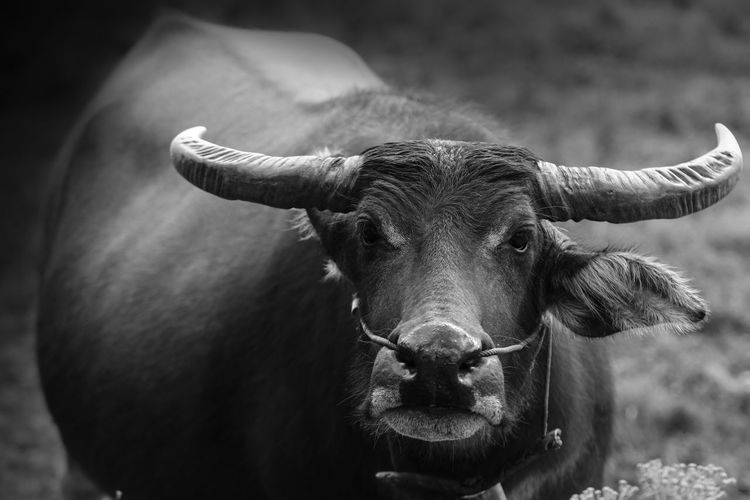 Portrait of buffalo