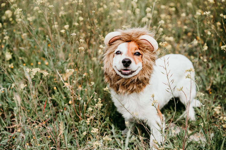 Cute jack russell dog wearing a lion costume on head. happy dog in nature in yellow flowers meadow