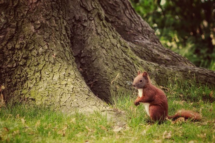 Close-up of squirrel on tree trunk