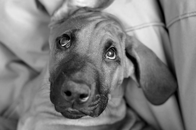 Close-up portrait of dog