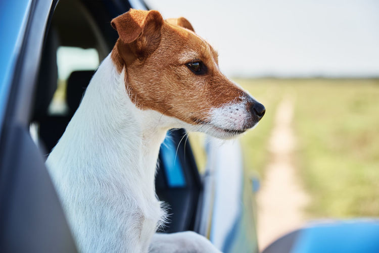 Jack russell terrier dog sits in the car on driver sit. dog looking out of car window