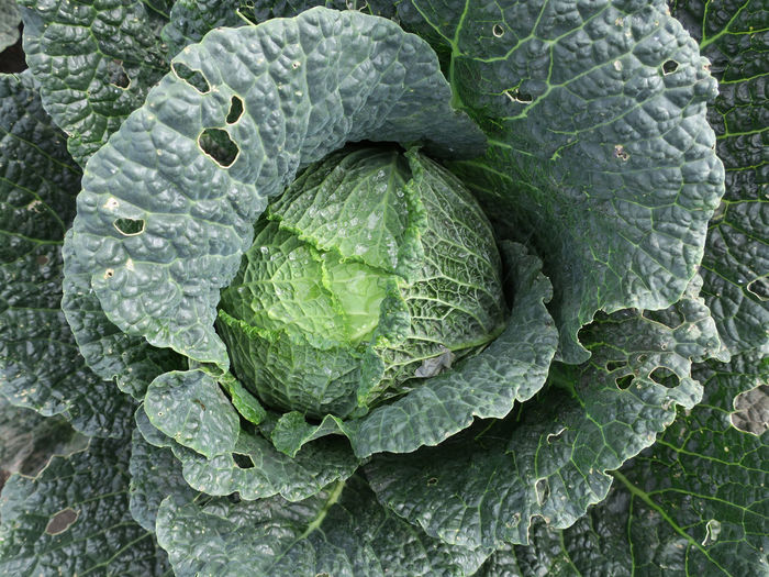 Full frame shot of fresh green leaf