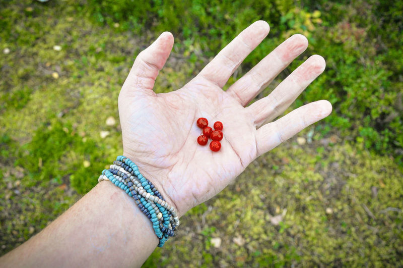 Close-up of hand holding lingonberry 
