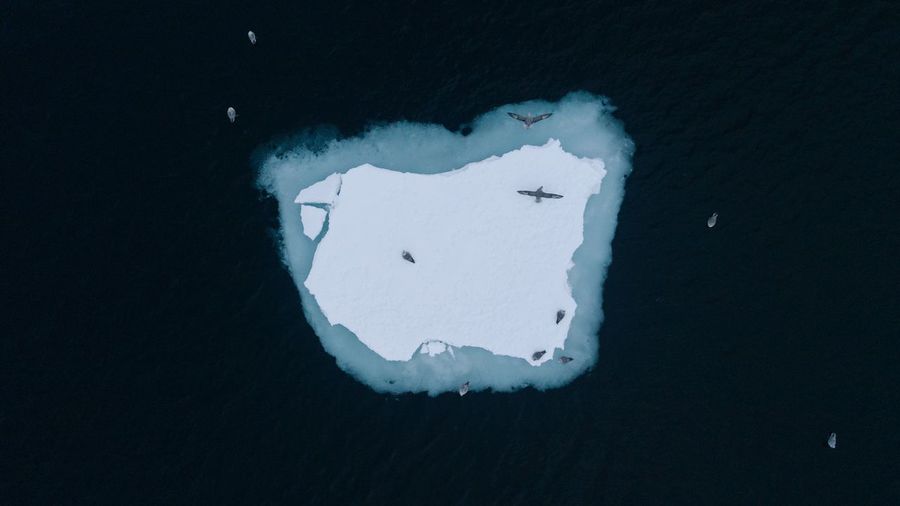 Fram strait, northern fulmars at an ice floe of the arctic ice edge.