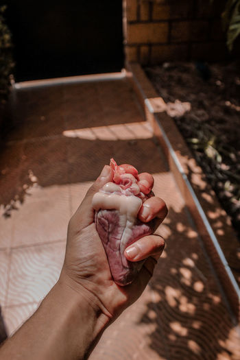 Cropped image of hand holding animal heart