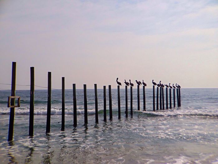 Birds perching on wooden post in sea