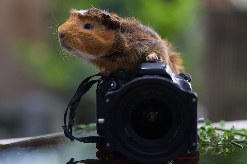 Close-up portrait of a camera