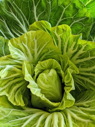 Full frame shot of green leaf of a cabbage.