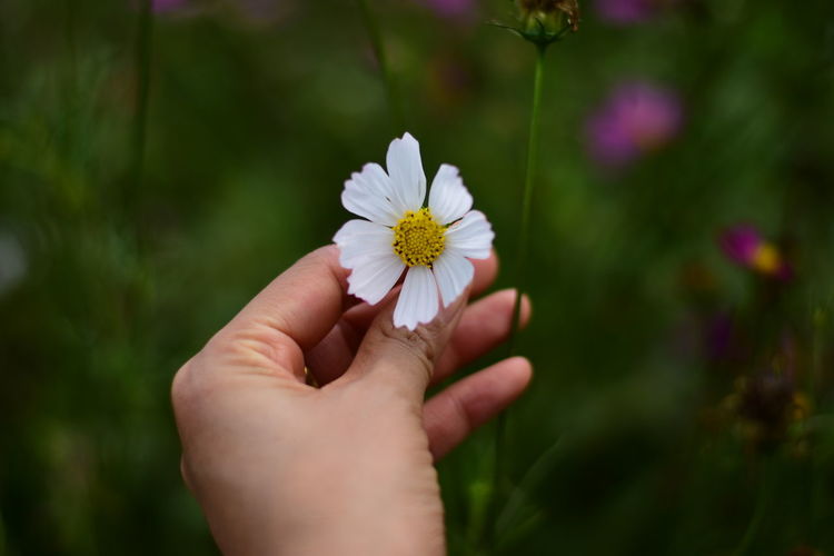 Close-up of woman hand holding white flower outdoors