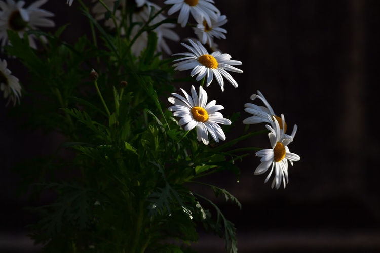 Macro shot of daisies absorbing sunlight at dawn.
