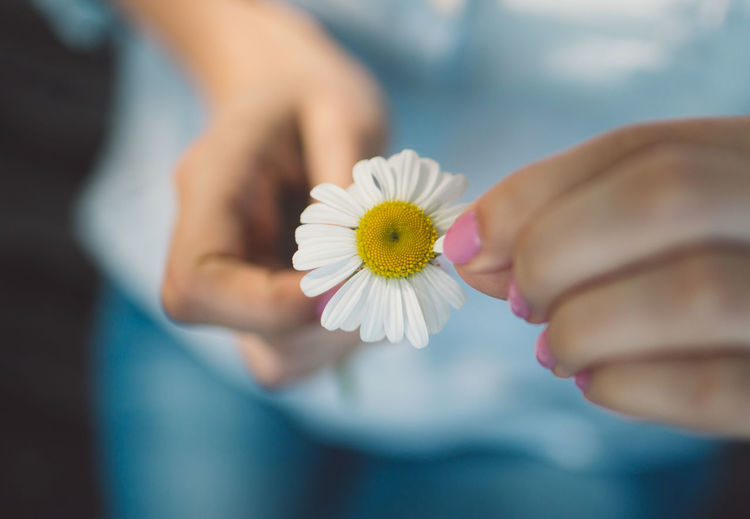 Close-up midsection of woman holding daisy
