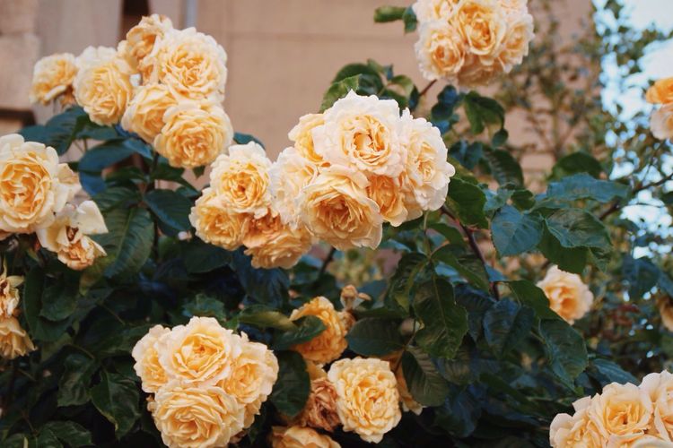 Yellow roses blooming outdoors