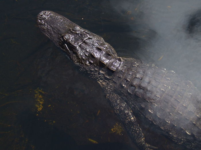 Close-up of an alligator in water