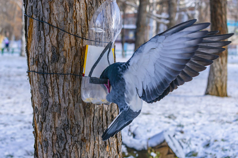The pigeon lowers its head into the feeder in search of food