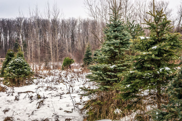 Pine trees in forest during winter