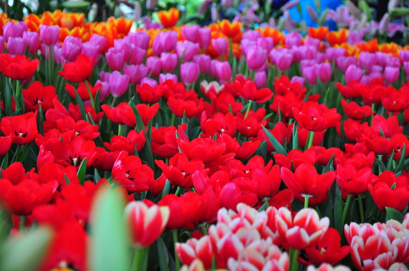 Close-up of red tulips blooming outdoors