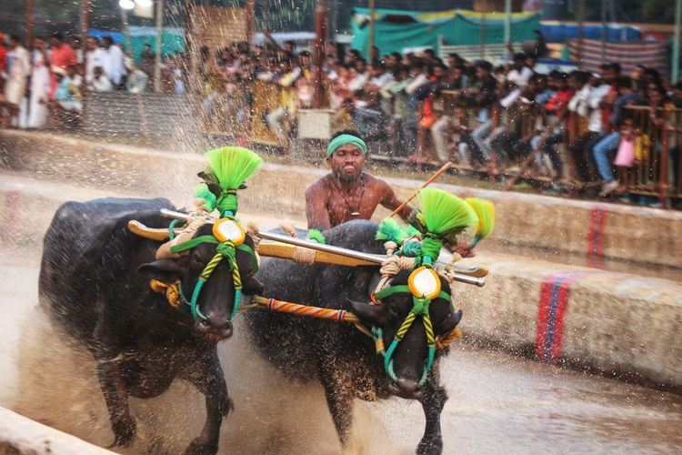Kambala, a south-indian bull's race tradition 