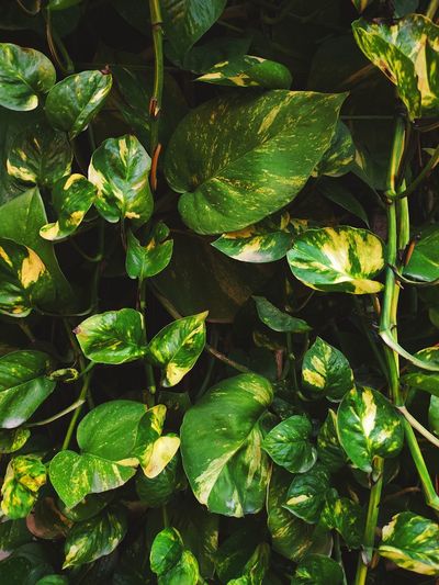 High angle view of green leaves
