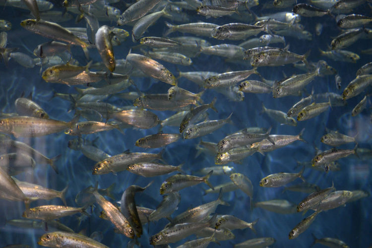 School of fish in "sandy shores" exhibit at oregon coast aquarium.