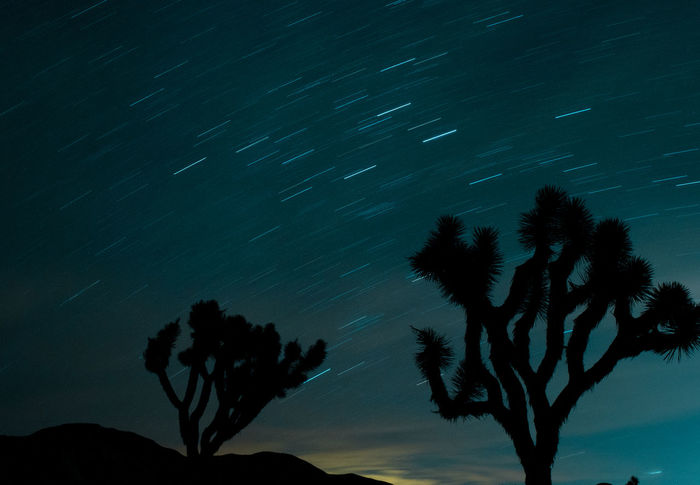 LOW ANGLE VIEW OF SILHOUETTE TREES AGAINST STAR FIELD